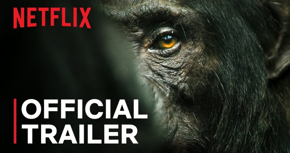 The official trailer of the Chimp Empire is out