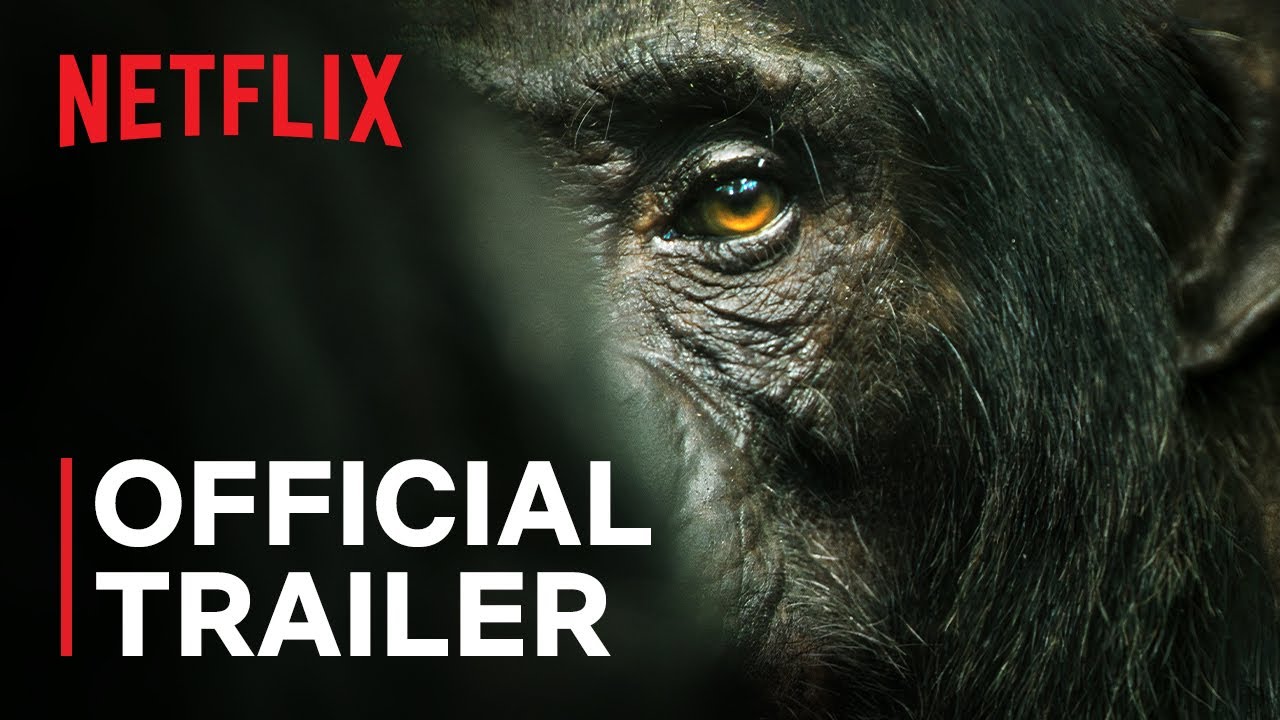The official trailer of the Chimp Empire is out