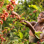 Uganda’s Coffee Exports Rise by 3.4% in October 2023, Fueled by Global Demand and Favorable Harvest