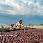 Uganda’s Coffee Industry Nears $1B Milestone