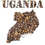 Uganda’s Coffee Export Surge: Capturing the Turkish Market